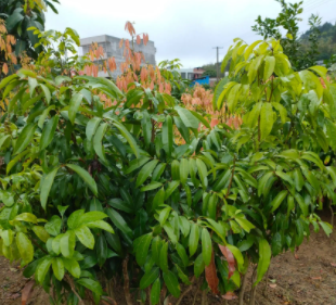 荔枝苗種植